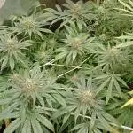 First try Kannabia seeds - Colombian Jack