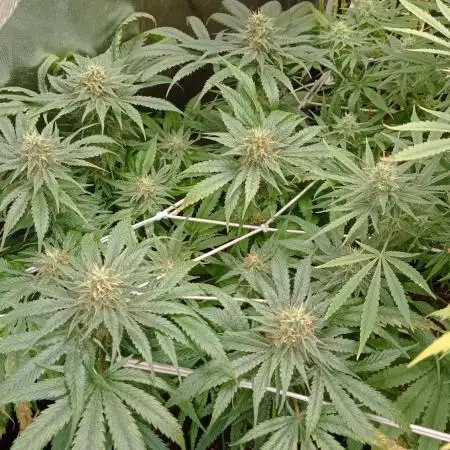 First try Kannabia seeds - Colombian Jack