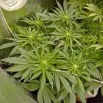 First try Kannabia seeds - Colombian Jack