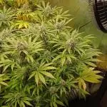 Cheese - seed from contest Ganja Farmer