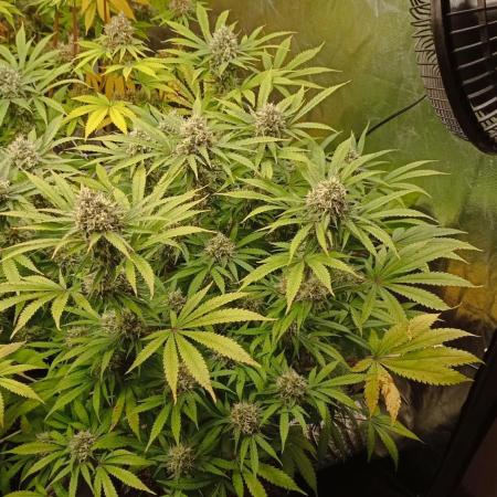 Cheese - seed from contest Ganja Farmer