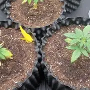 LSD - sponsored by Ganja Farmer