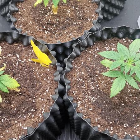 LSD - sponsored by Ganja Farmer