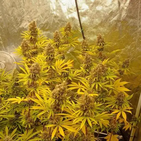 Lemon OG - Freebie by SuperSativaSeedClub