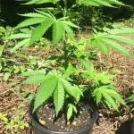 Bubba Kush Canada