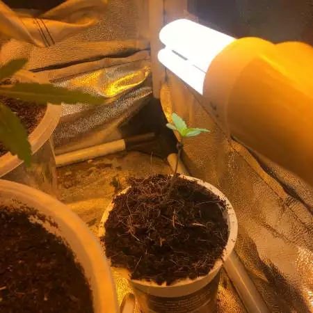 2nd Gorilla Glue Auto CFL