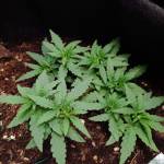 X Kush Photoperiod
