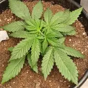 Gorilla Z auto