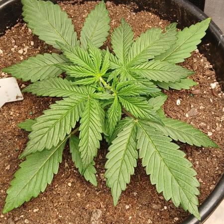 Gorilla Z auto