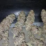 Quikz