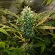 Gorilla Z auto