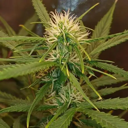 Weed seeds express