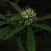 Gorilla Z auto