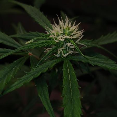 Gorilla Z auto