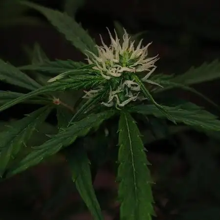 Gorilla Z auto