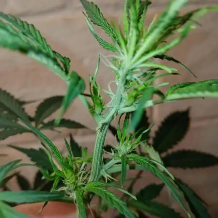 Weed seeds express