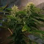 Weed seeds express