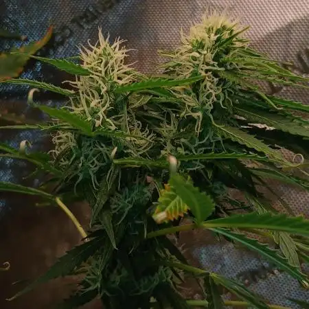 Weed seeds express