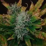 Weed seeds express