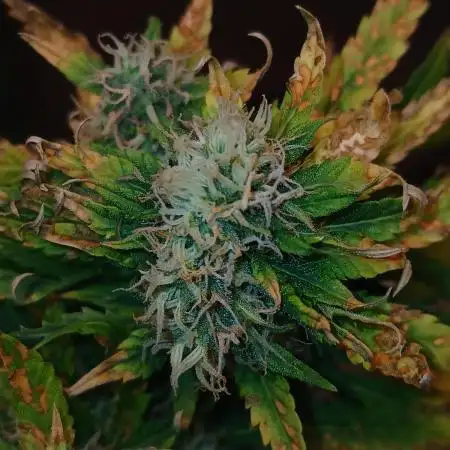 Weed seeds express