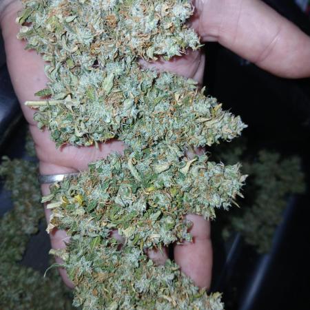 Weed seeds express