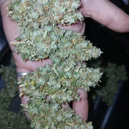 Weed seeds express