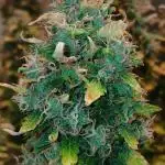 Weed seeds express
