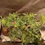 Weed seeds express
