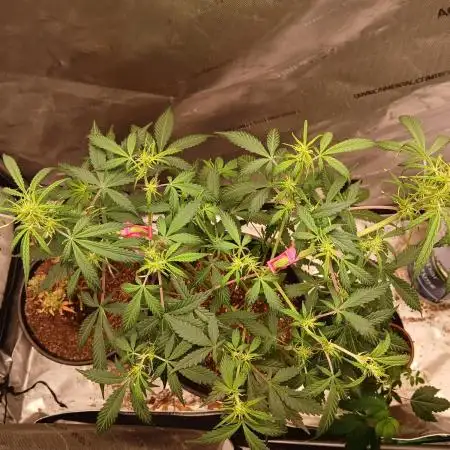 Weed seeds express