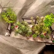Gorilla Z auto