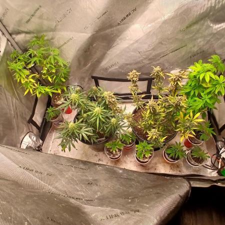 Gorilla Z auto