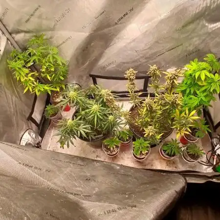 Gorilla Z auto