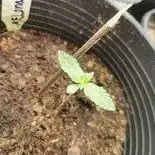 diveneseeds super auto ak