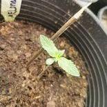 diveneseeds super auto ak