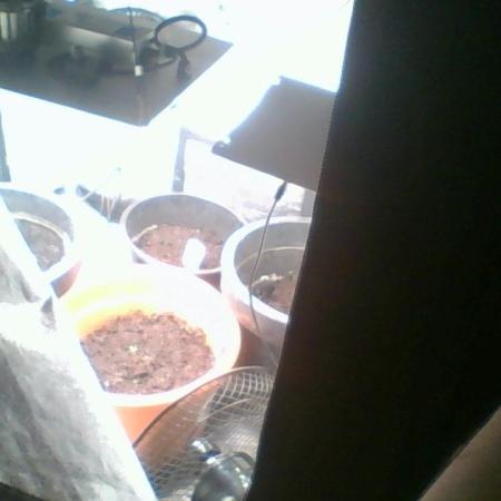 Divine seeds