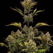 Auto Big Grape Dosa VEGAN GROW