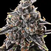 Auto Big Grape Dosa VEGAN GROW