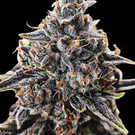 Auto Big Grape Dosa VEGAN GROW