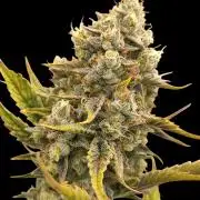 Auto Big Grape Dosa VEGAN GROW