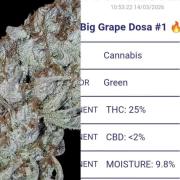 Auto Big Grape Dosa VEGAN GROW