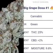 Auto Big Grape Dosa VEGAN GROW