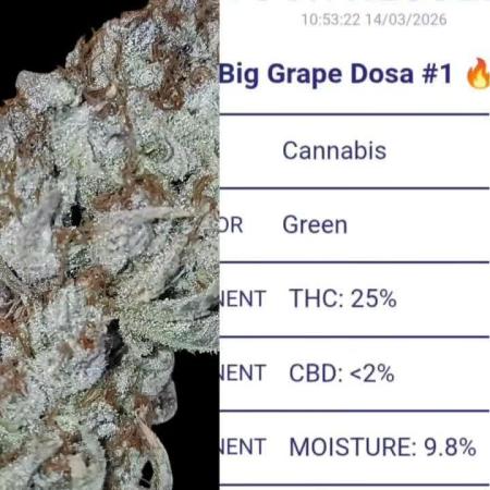 Auto Big Grape Dosa VEGAN GROW