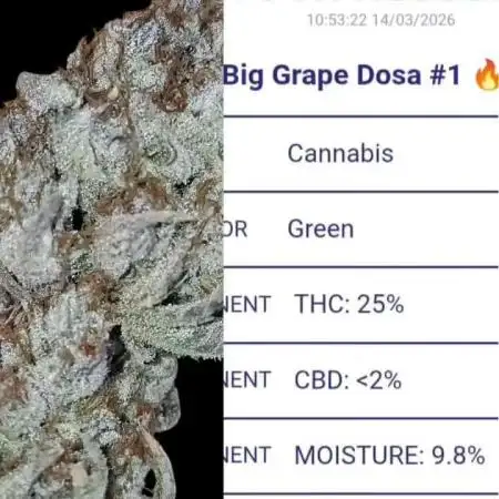 Auto Big Grape Dosa VEGAN GROW