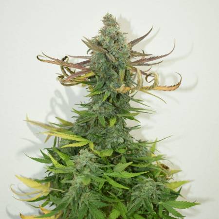 Sweet Cheese XL Auto (SS)