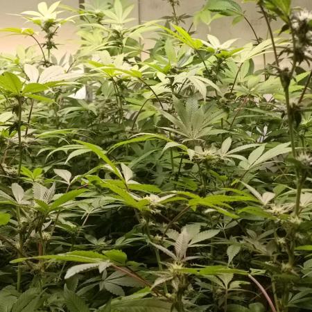 Indoor grow from 5 growers collective
