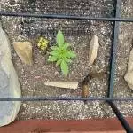 Jealousy x Kush Mints Seed Junky Outdoor