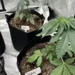 Glookies (Barney’s farm)