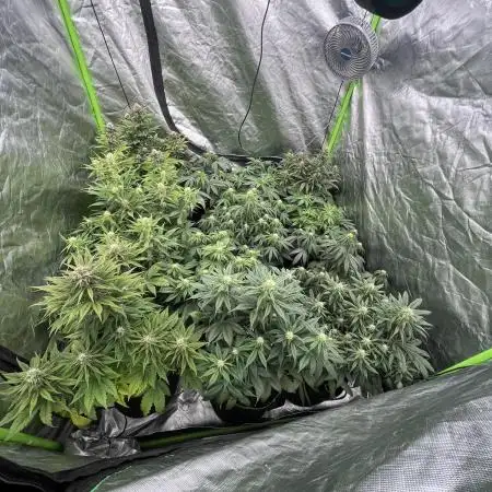 FastBuds MultiRun