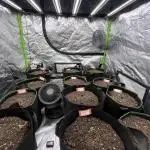 FastBuds MultiRun