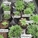 FastBuds MultiRun